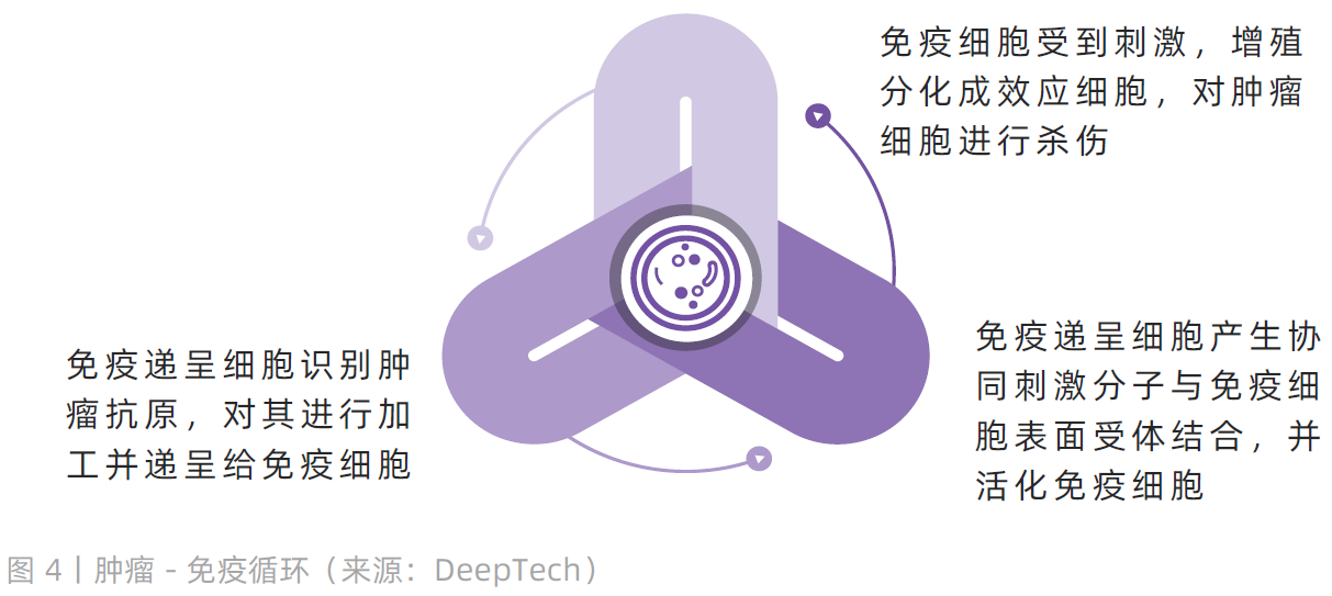 3、免疫循环.png